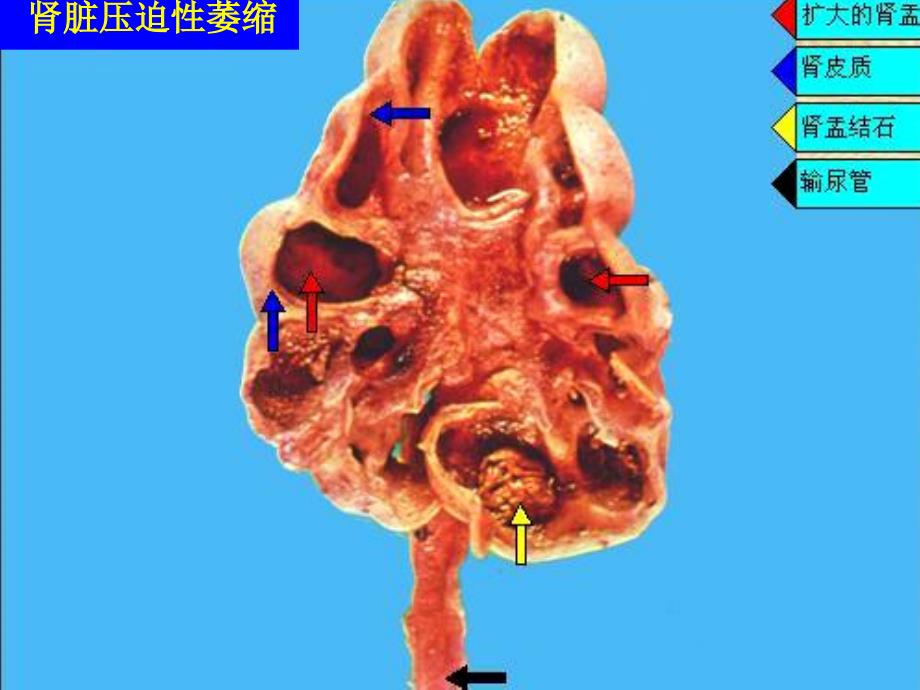 实验一损伤与修复文档资料_第3页