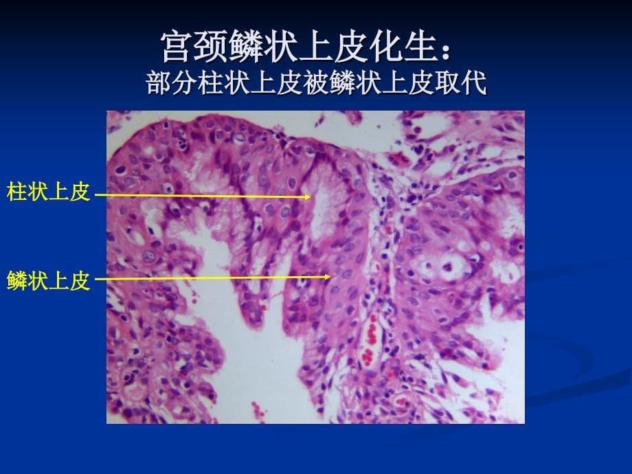 实验一损伤与修复文档资料_第5页