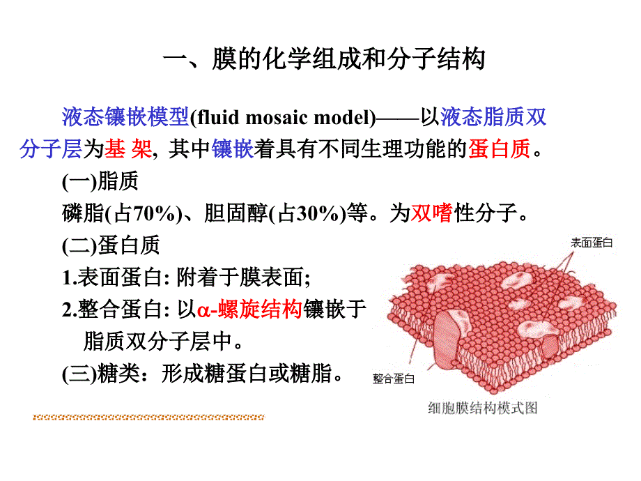 生理学细胞的基本功能_第3页