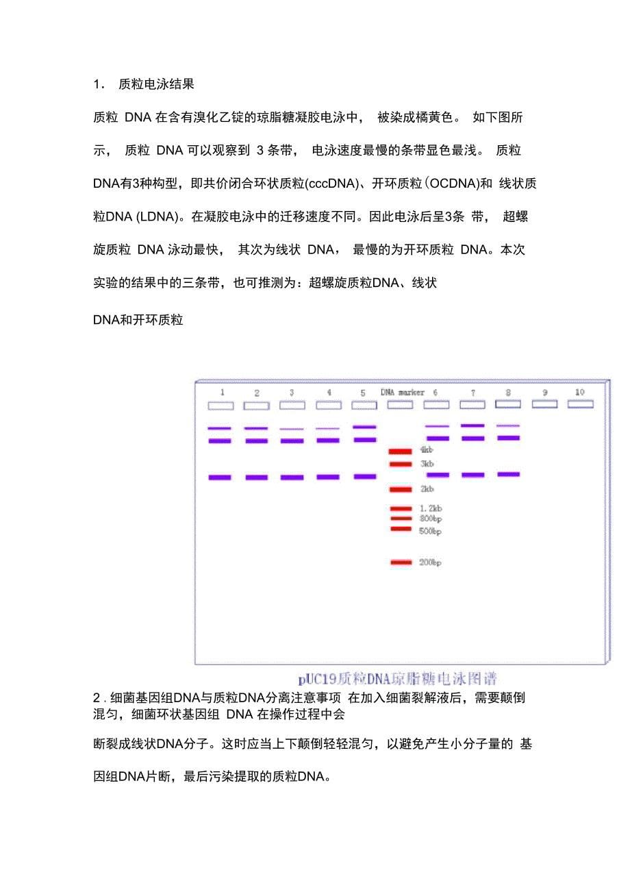 质粒DNA提取及纯化_第5页