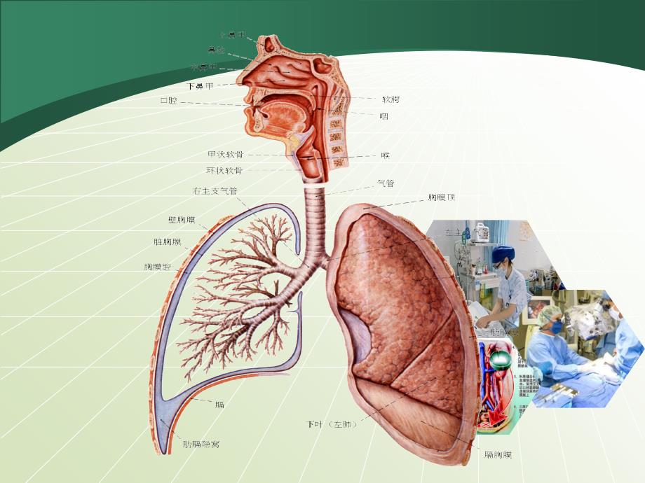 呼吸系统解剖34463_第2页