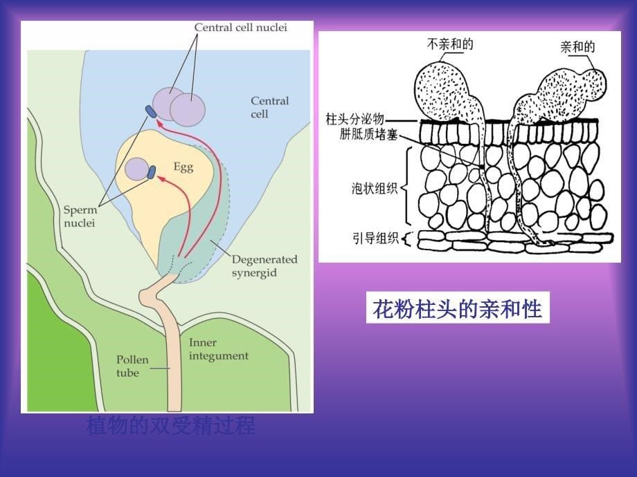 李合生植物生理学第十章生殖与衰老_第5页