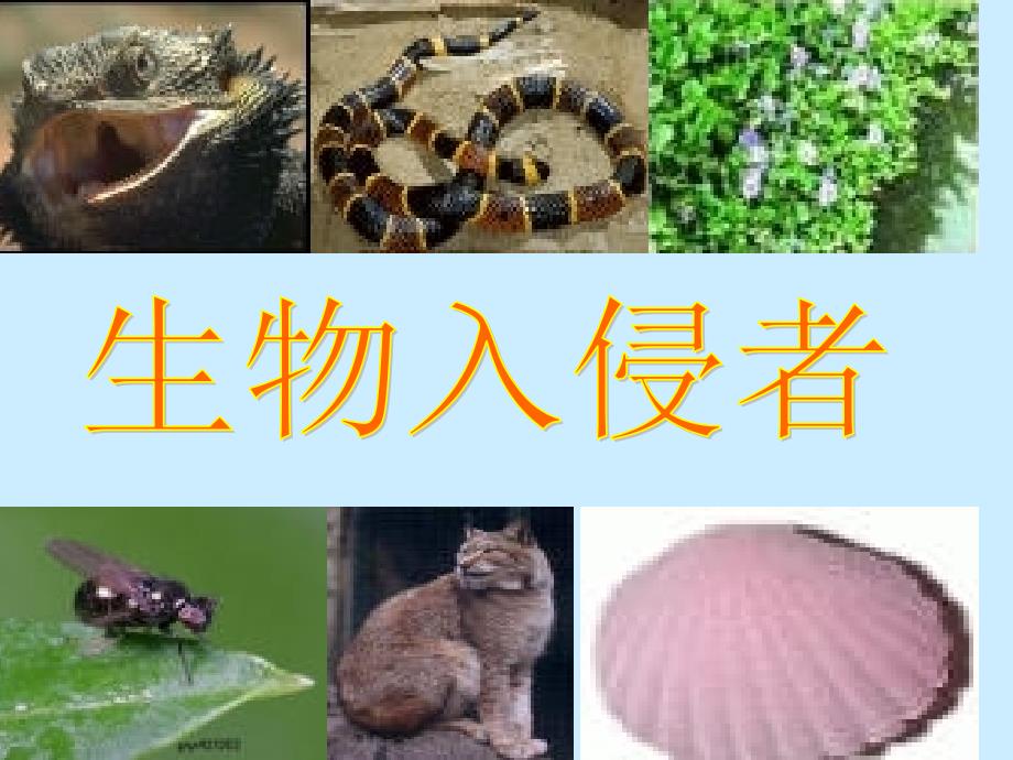 《生物入侵者》课件_第1页