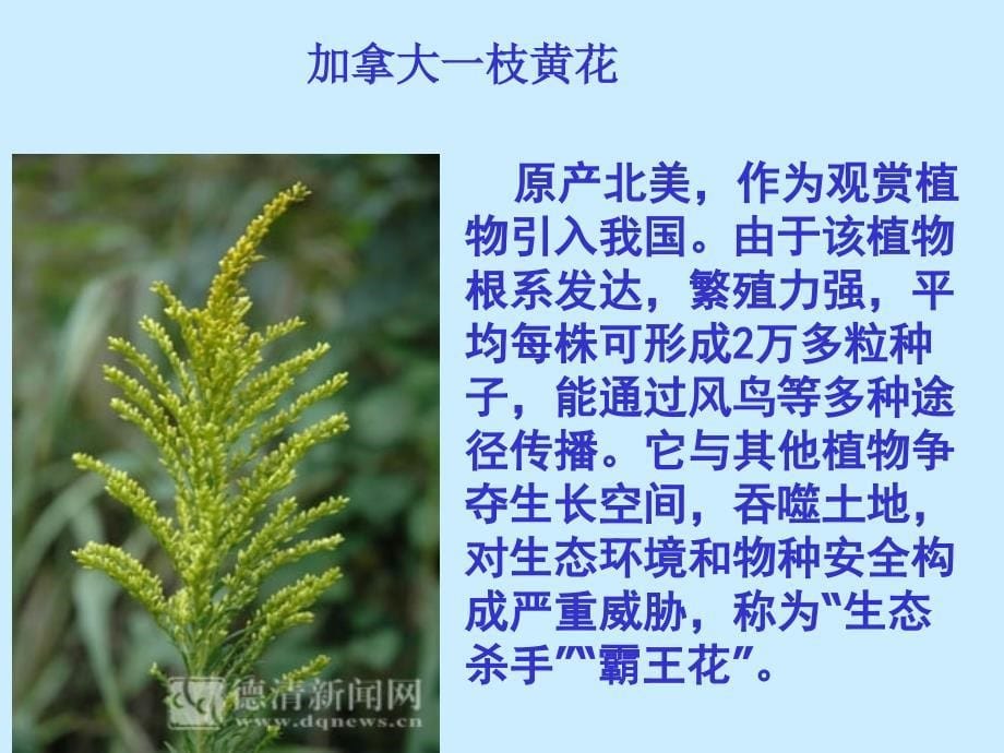 《生物入侵者》课件_第5页