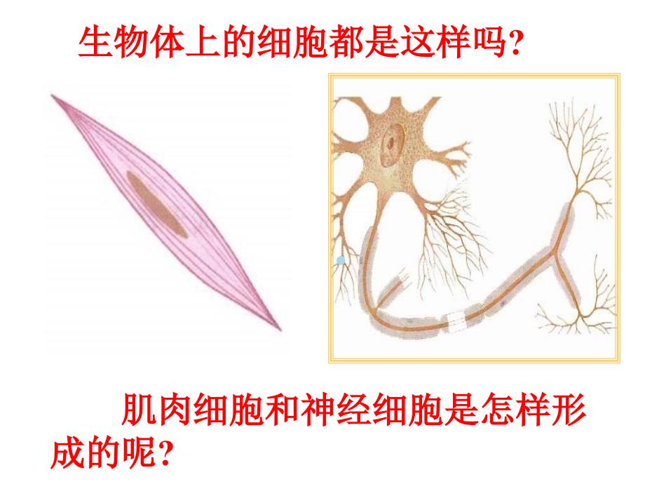 动物体的结构层次46089ppt课件_第4页