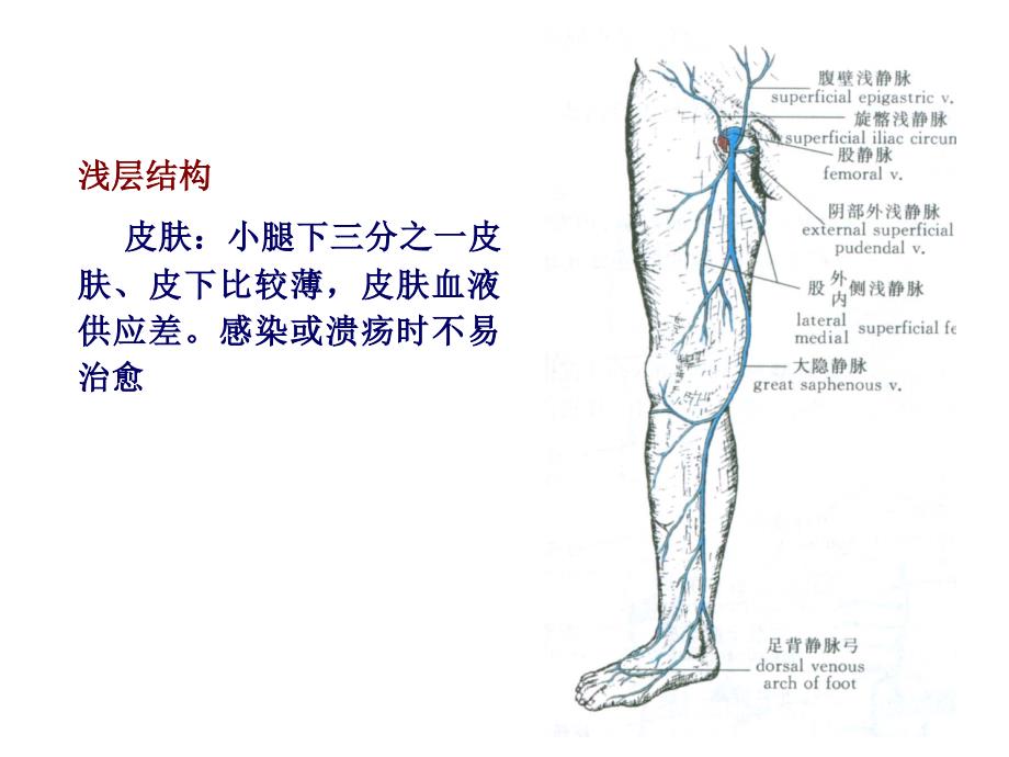 《足踝部解剖讲》PPT课件_第3页