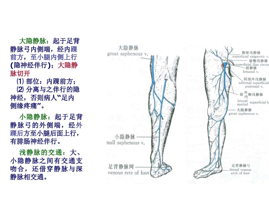 《足踝部解剖讲》PPT课件_第4页