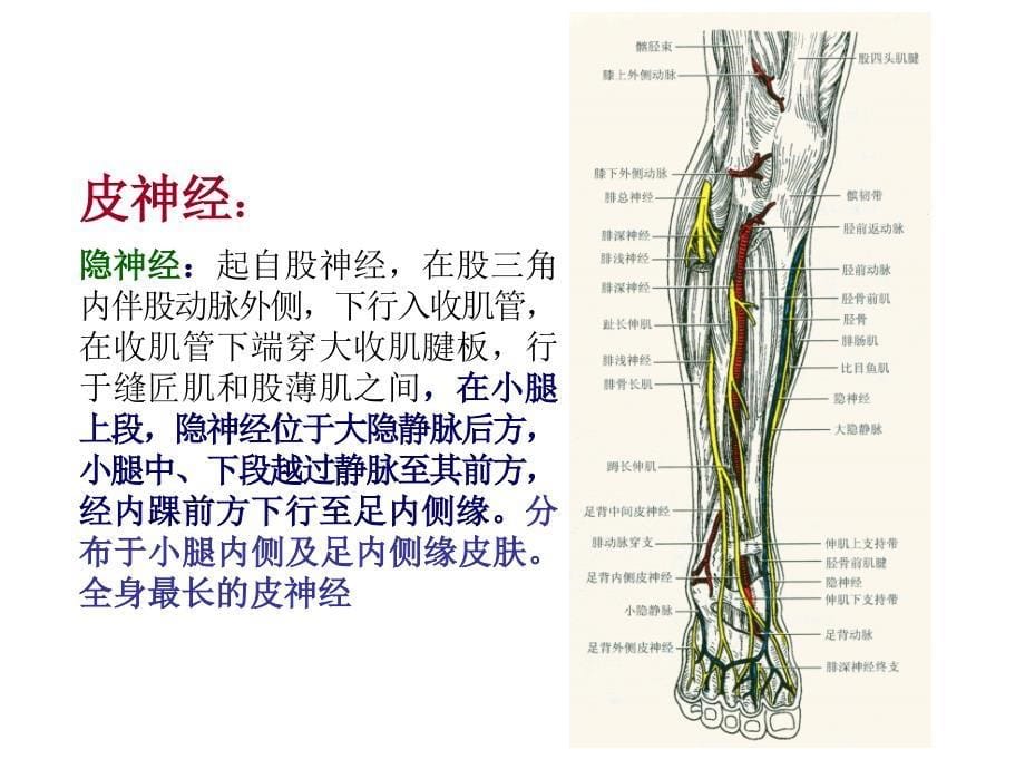 《足踝部解剖讲》PPT课件_第5页