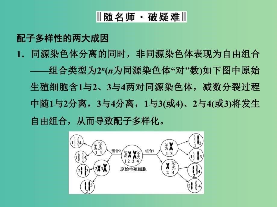 高中生物 2.1减数分裂和受精作用 第2课时课件 新人教版必修2.ppt_第5页