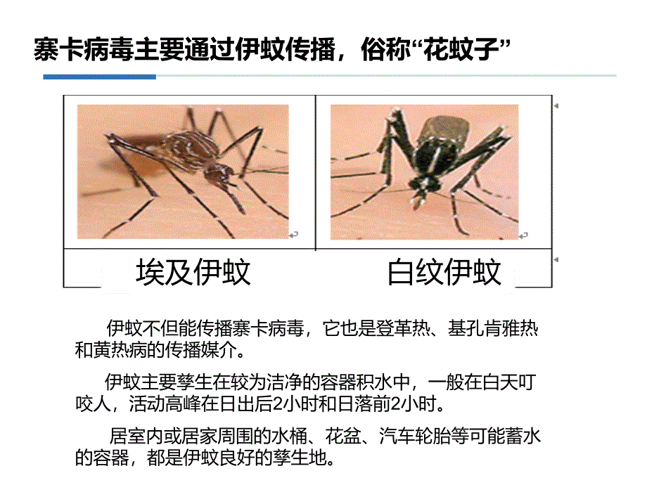 《寨卡病毒病防治》PPT课件.ppt_第4页