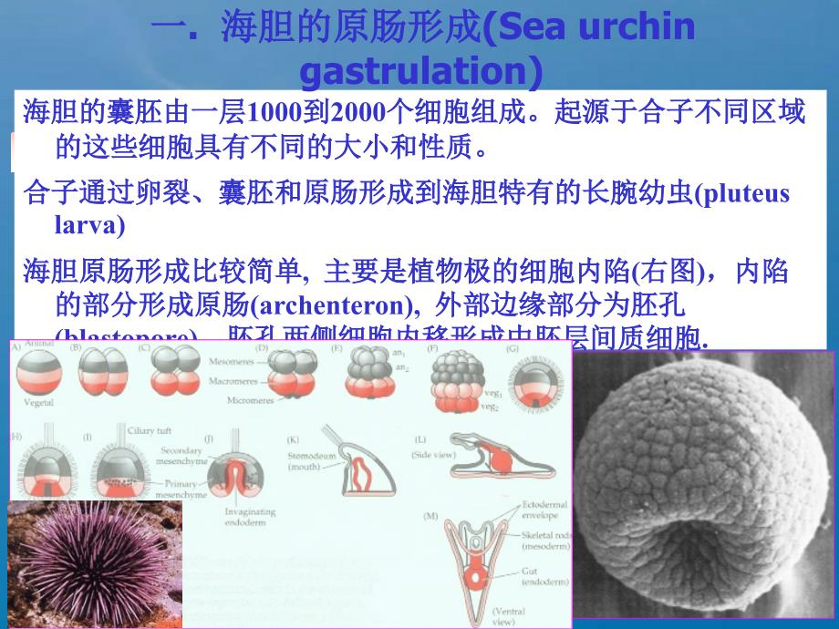 A第4章原肠形成ppt课件_第3页