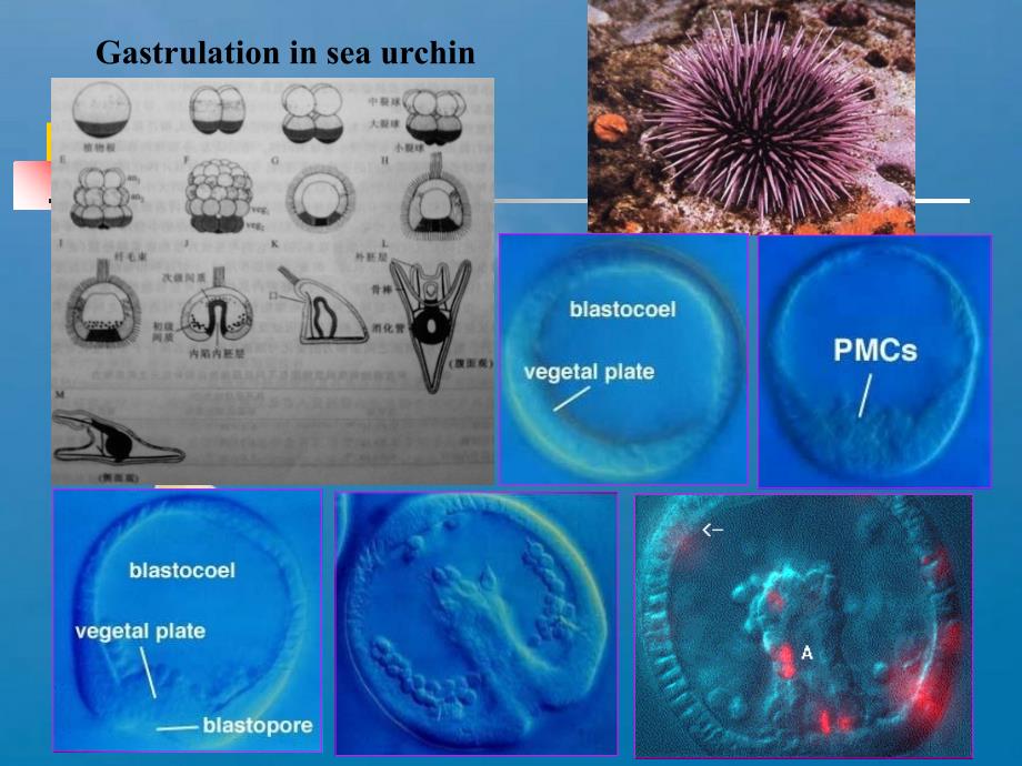A第4章原肠形成ppt课件_第4页