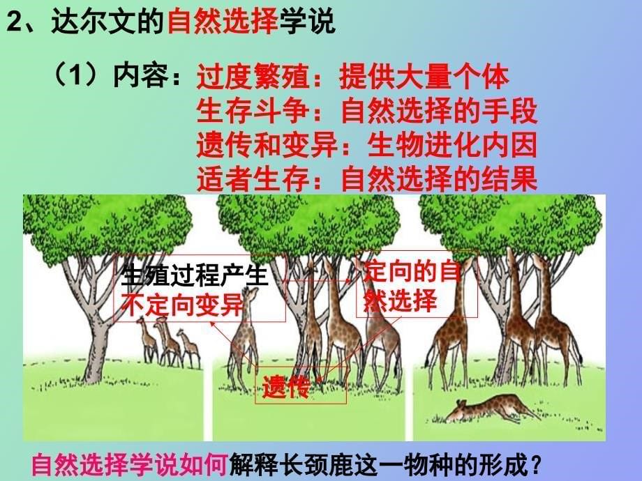 现代生物进化理论_第5页