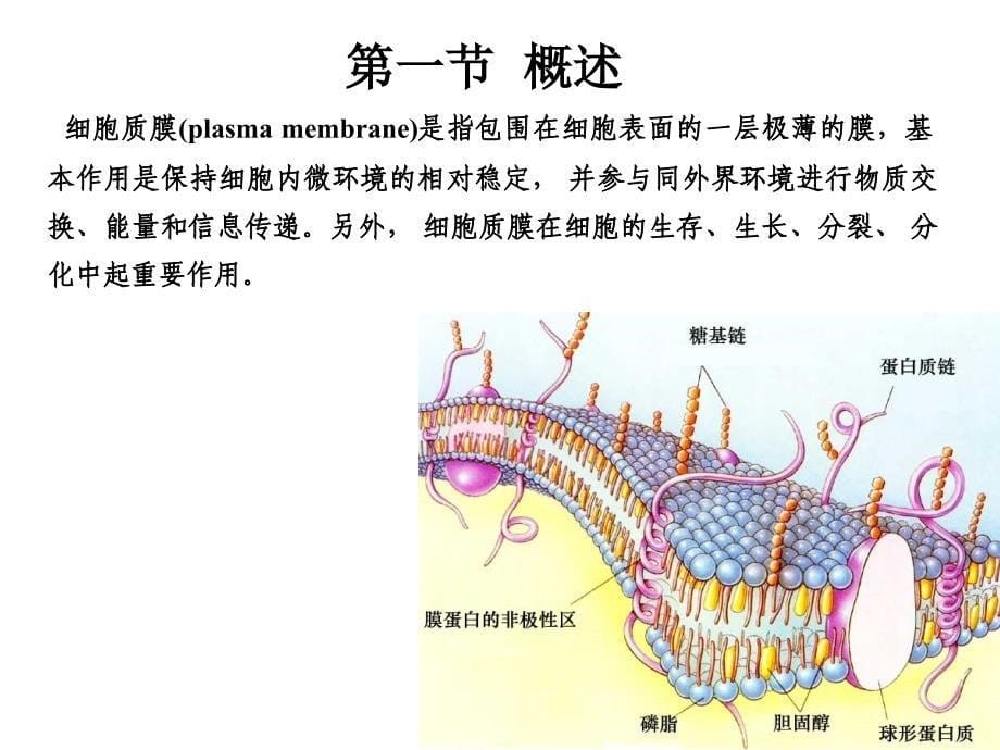 分子生物学4细胞膜与跨膜运输_第5页