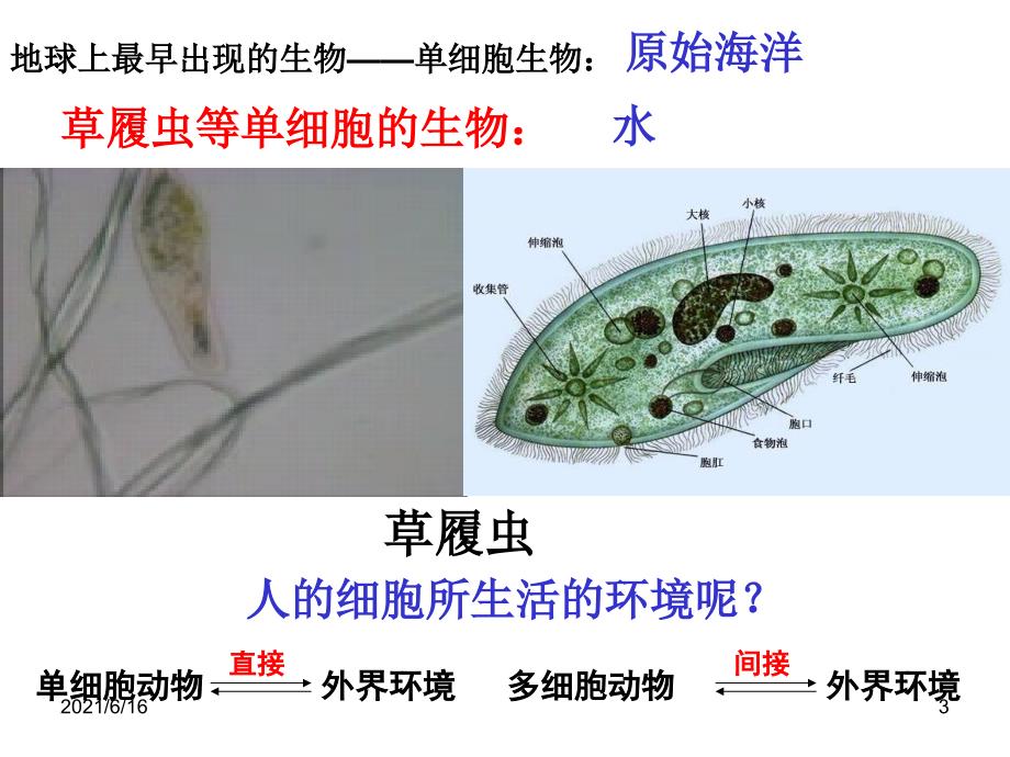 内环境与稳态_第3页