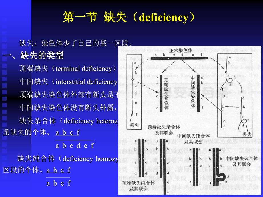 染色体结构变异_第3页