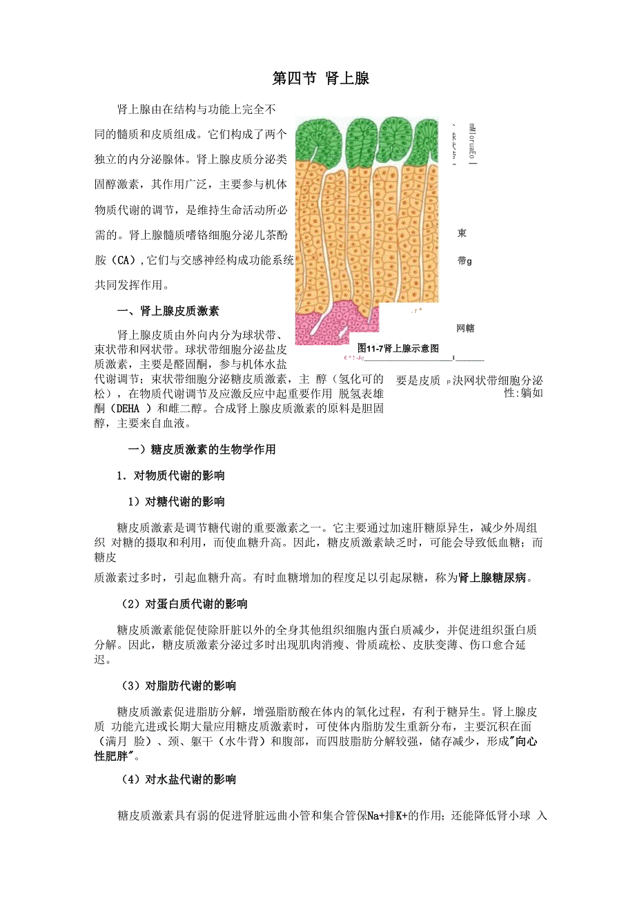 生理学 肾上腺_第1页