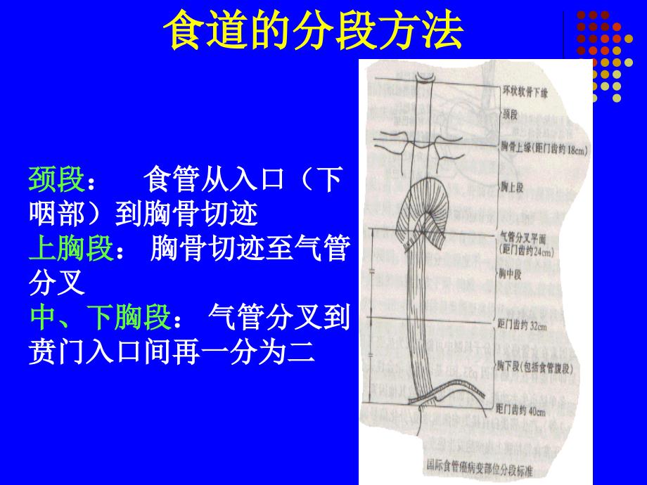 食管癌放射治疗靶区勾画cui_第3页