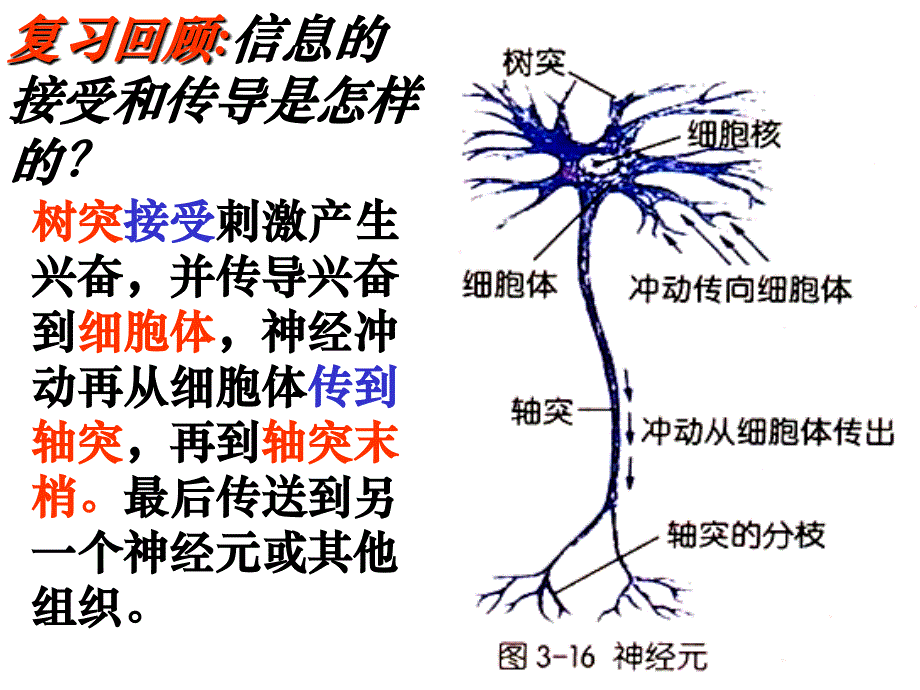 《神经调节第课时》PPT课件_第2页