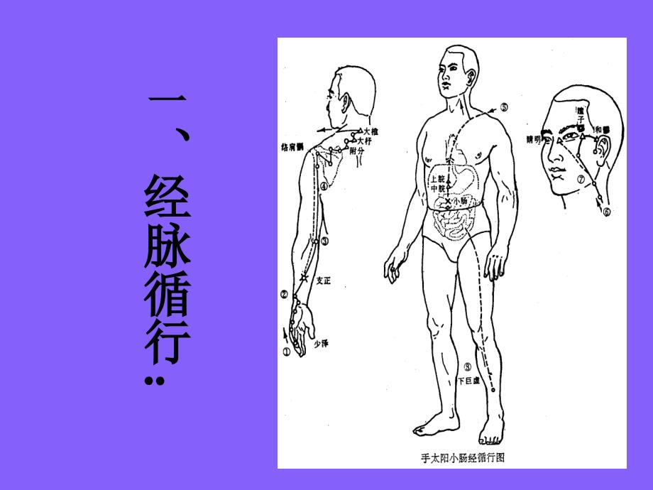 针灸学课件：手太阳小肠经_第3页