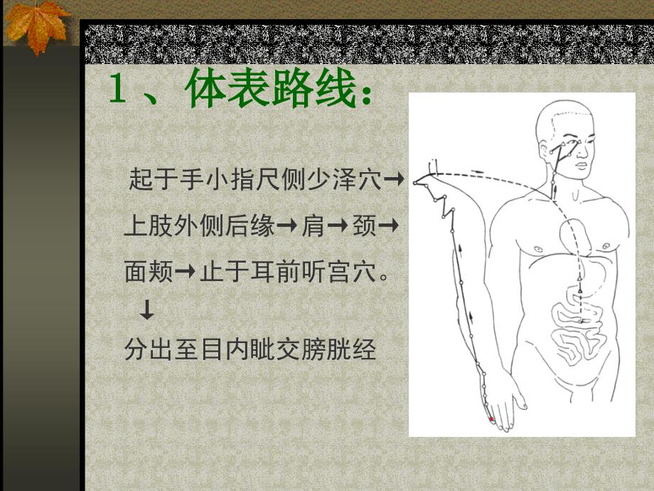 针灸学课件：手太阳小肠经_第4页