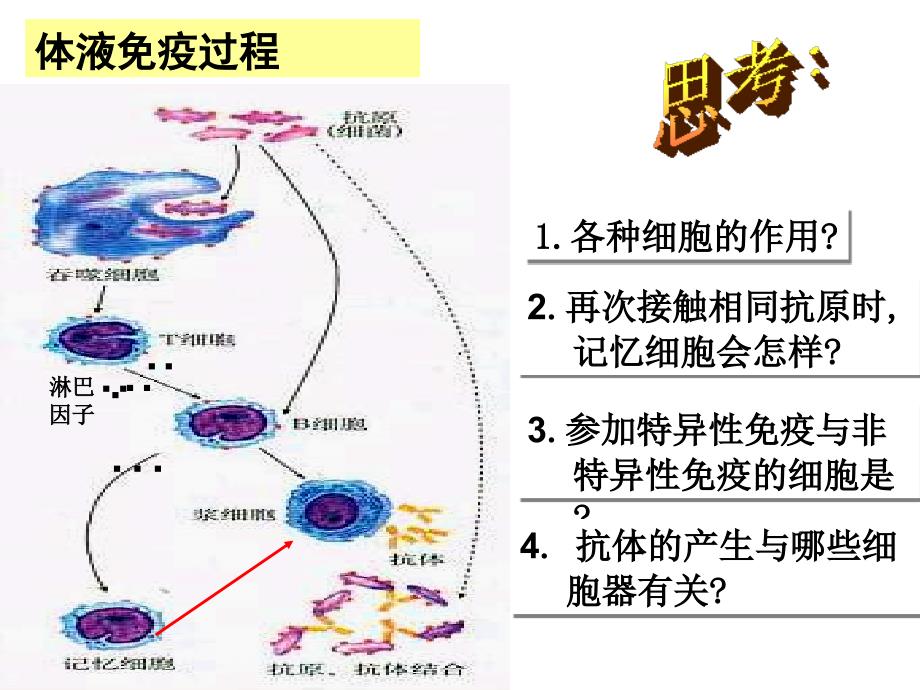 免疫调节第二课时_第3页