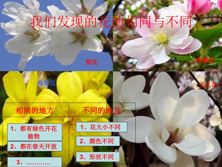 教科版小学科学四年级下册 《各种各样的花》课件ppt_第3页