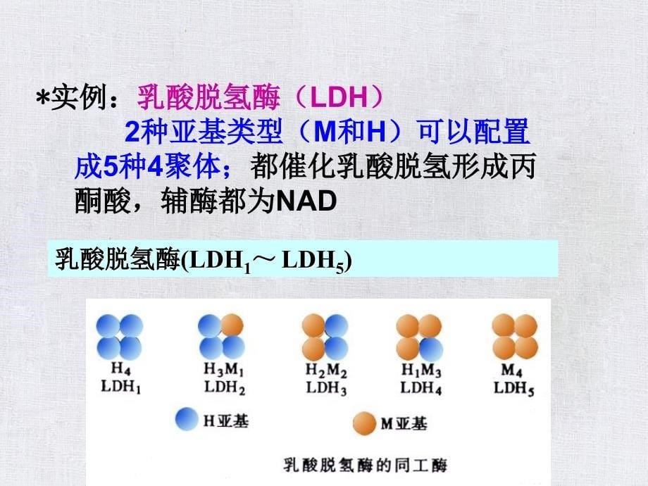 《同工酶与气体酶学》课件_第5页