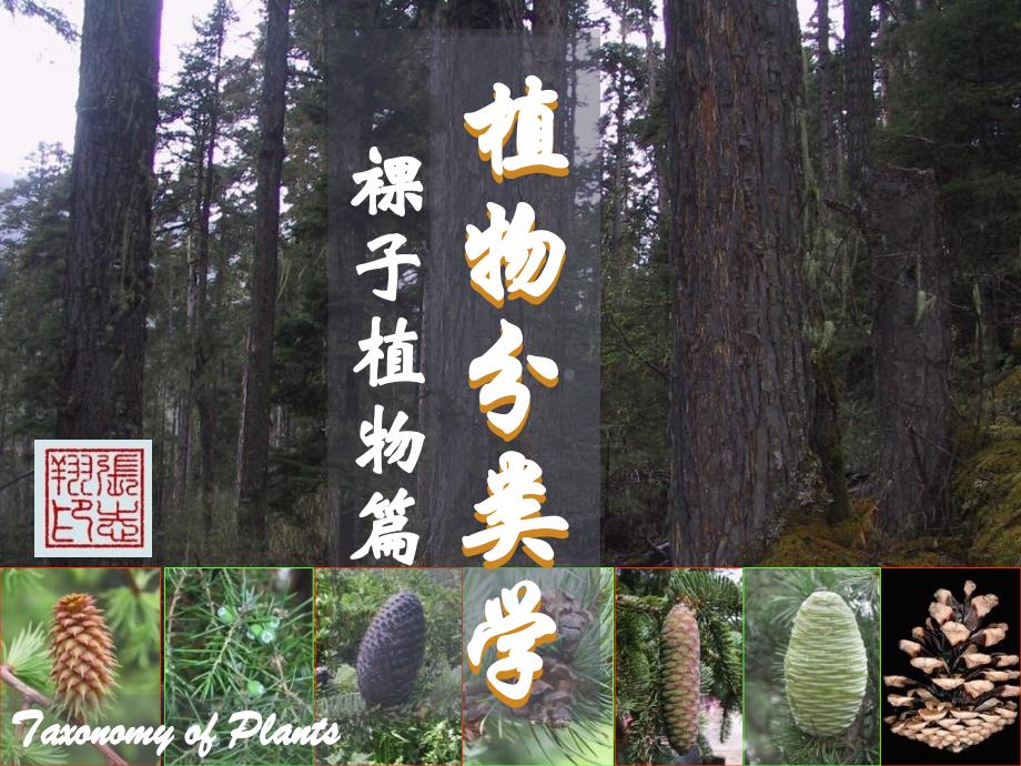 裸子植物松柏纲柏科课件_第1页