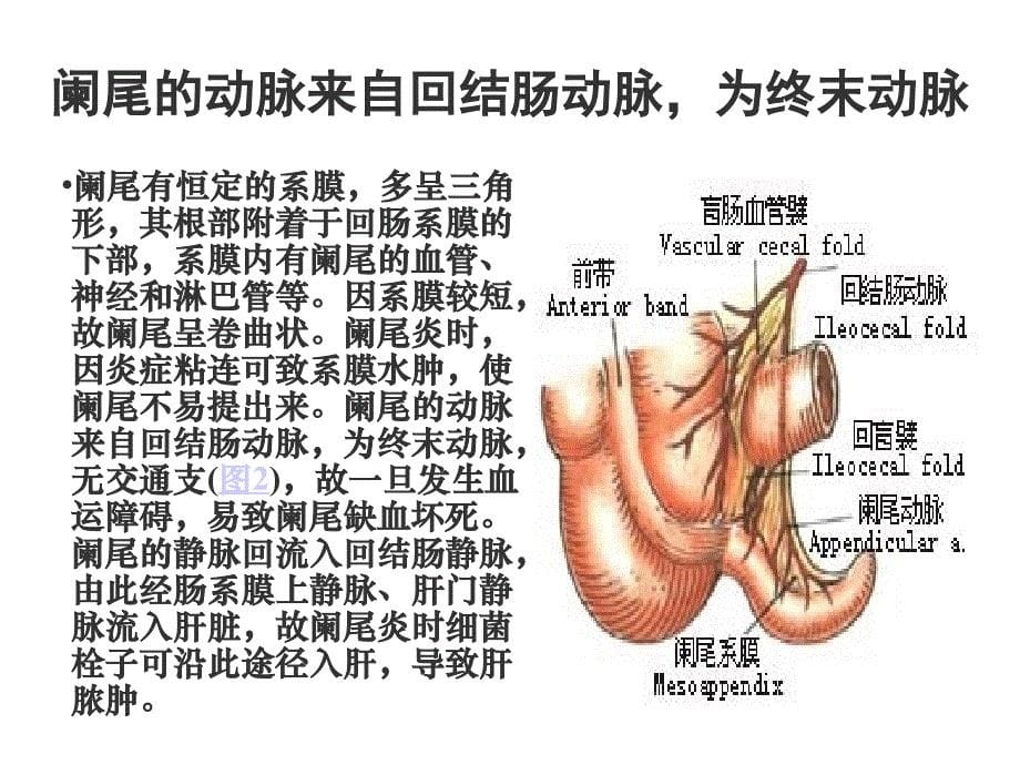 阑尾切除图解_第5页