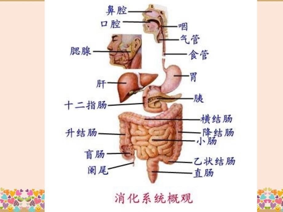 腹部损伤Abdominalinjury课件_第5页