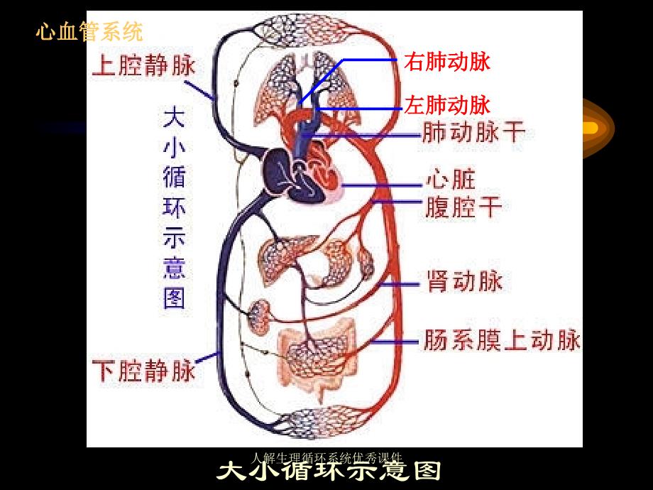 人解生理循环系统优秀课件_第3页