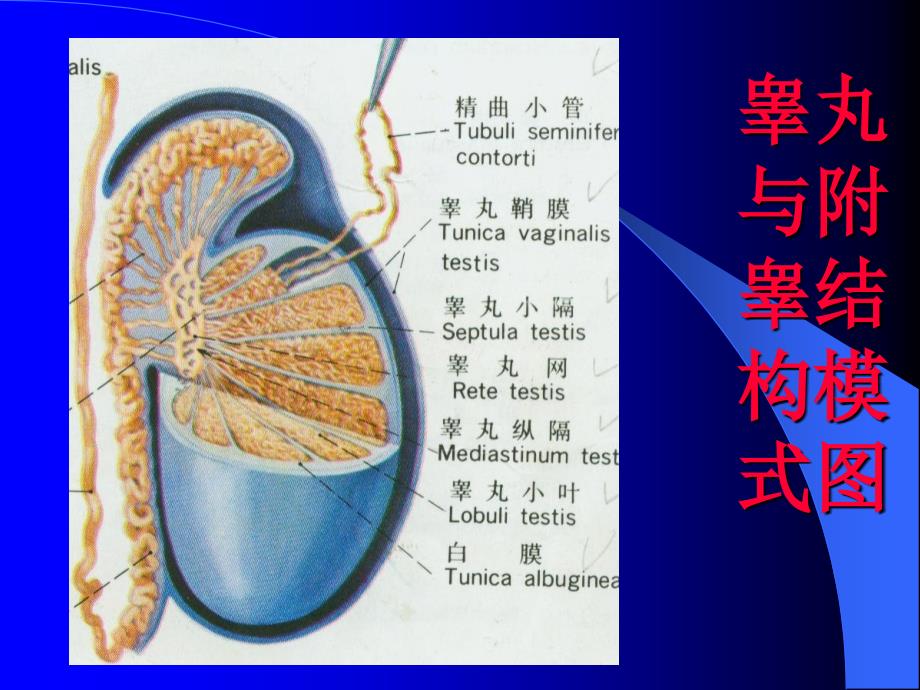 第一节精巢和卵巢_第3页