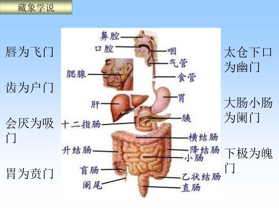 藏象学说-六腑概述_第4页