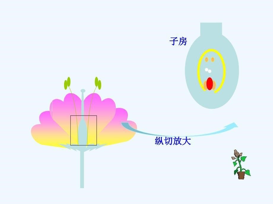 第七单元第一章第一节植物的生殖人教版八年级下_第5页