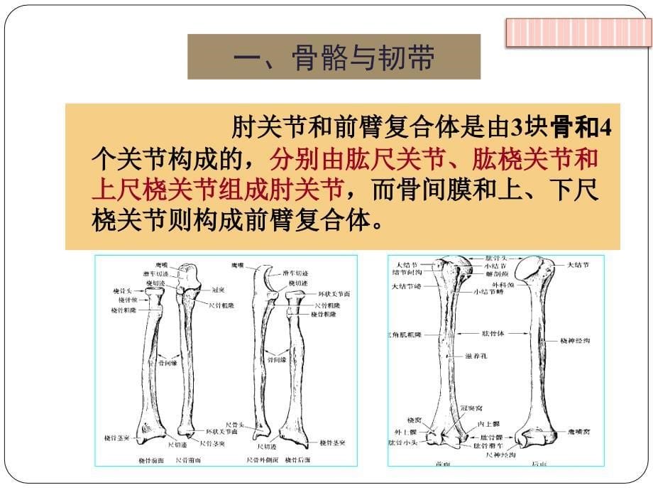 第二章第三节关节运动学二肘_第5页