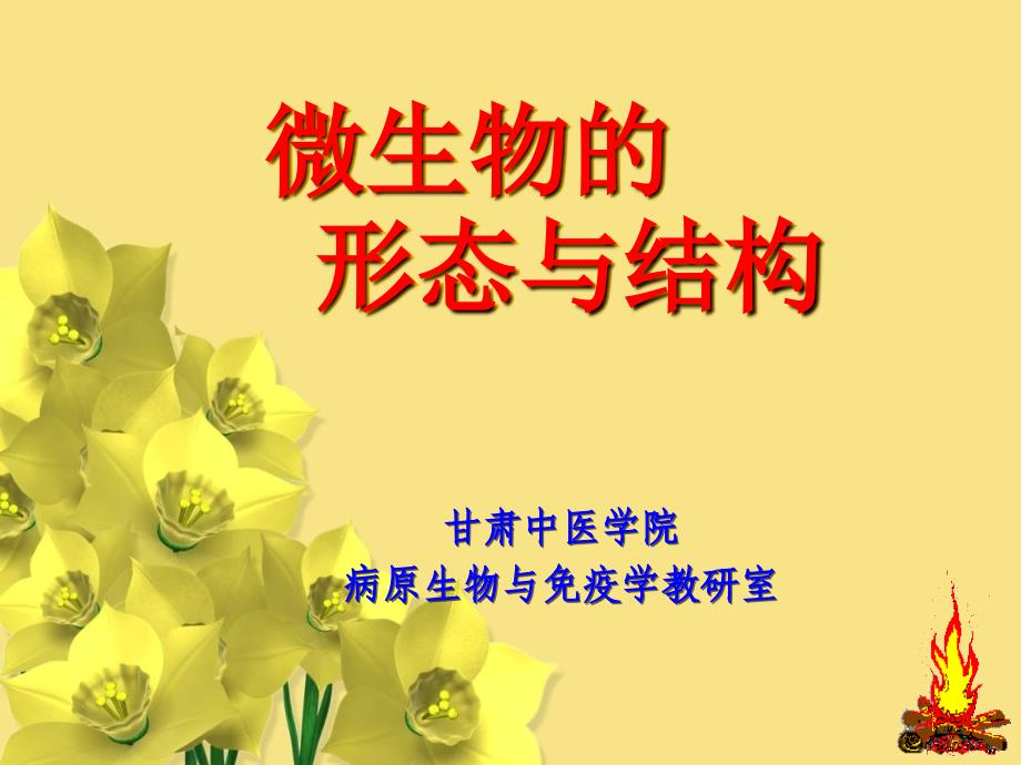 2 细菌的形态与结构_第1页