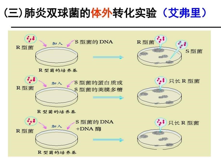 31DNA是主要的遗传物质12用_第5页