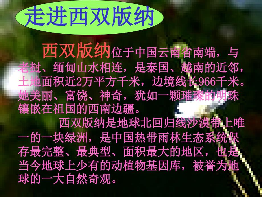 美丽的西双版纳_第2页