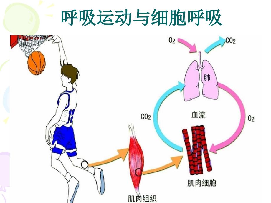 ATP的主要来源细胞呼吸公开课通用课件_第4页