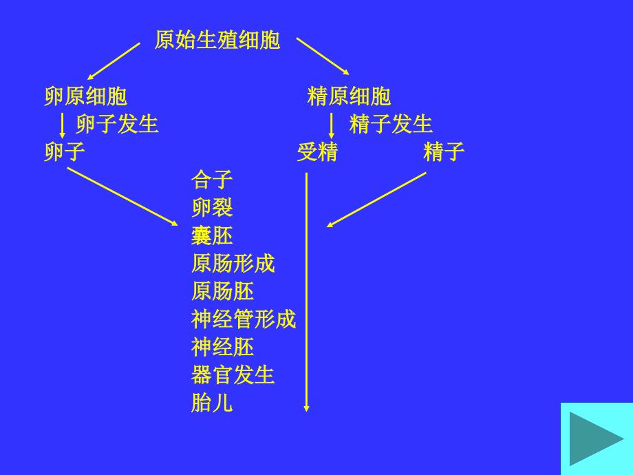 第十六章畜禽胚胎学基础_第4页