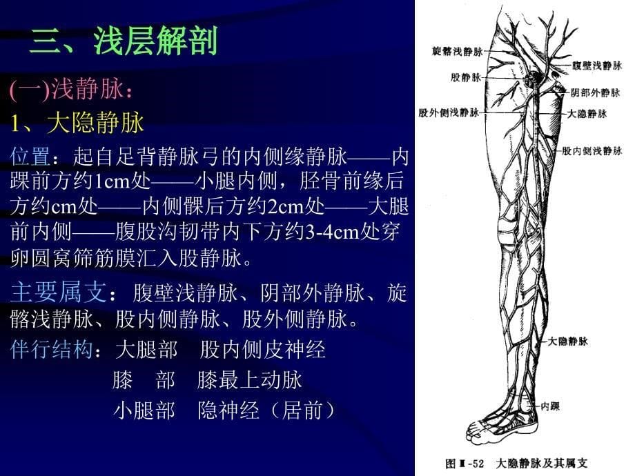 断层解剖学-下肢_第5页