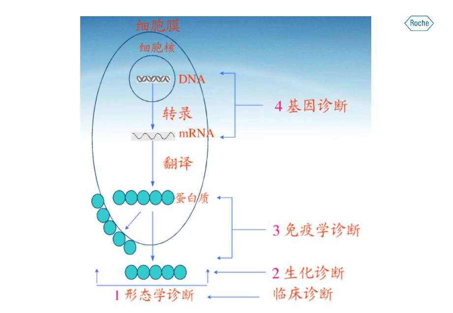 实时荧光定量PCR在临床医学中的应用_第3页