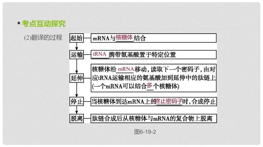 高考生物一轮复习 第6单元 遗传的分子基础 第19讲 基因的表达课件_第5页