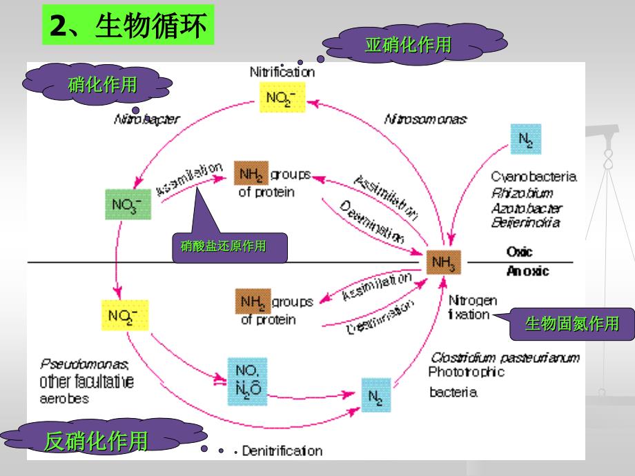 6氮素循环和有机氮矿化很好的_第3页