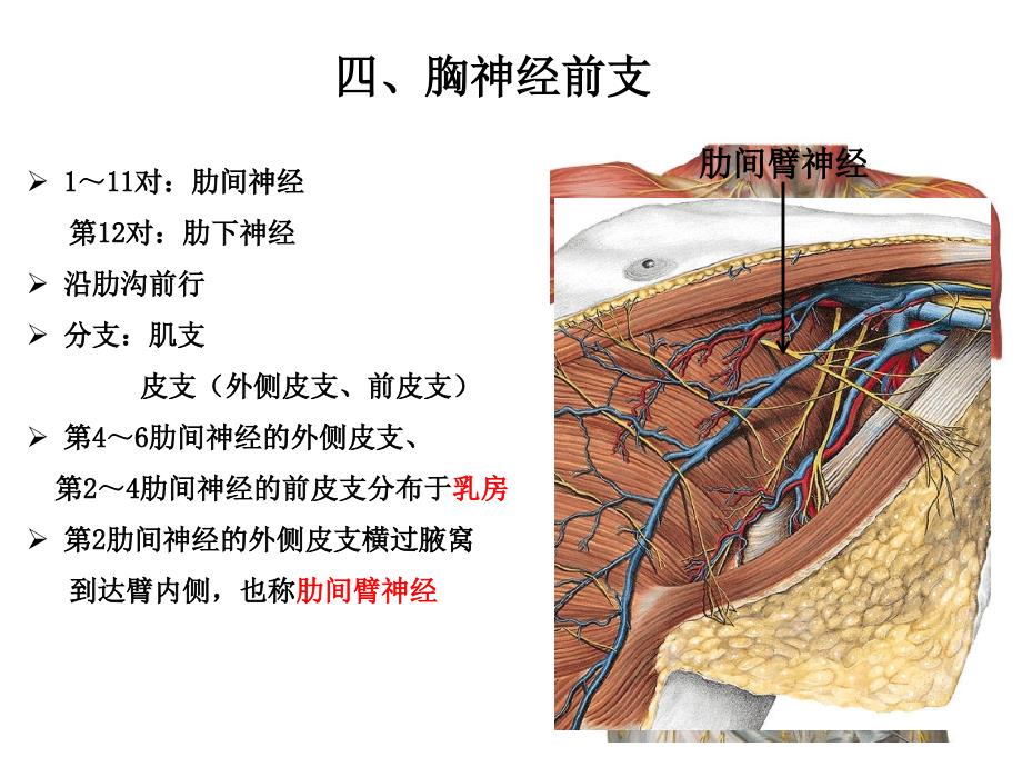 系统解剖学：胸神经、腰丛、骶丛_第1页