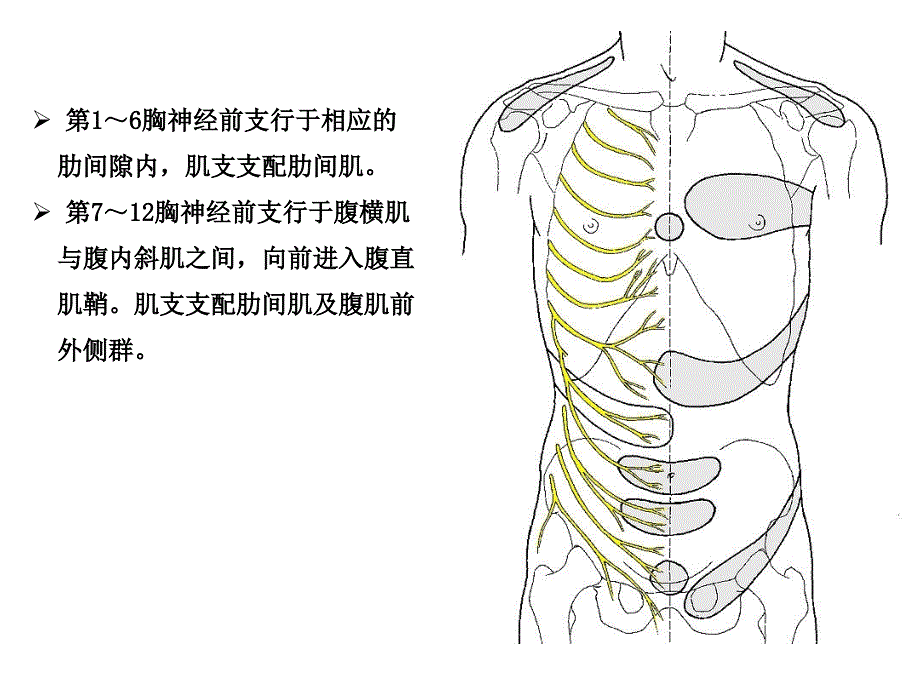 系统解剖学：胸神经、腰丛、骶丛_第2页