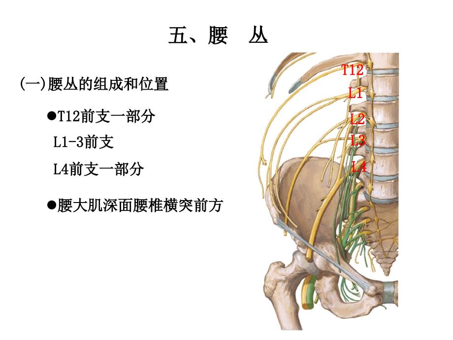 系统解剖学：胸神经、腰丛、骶丛_第4页