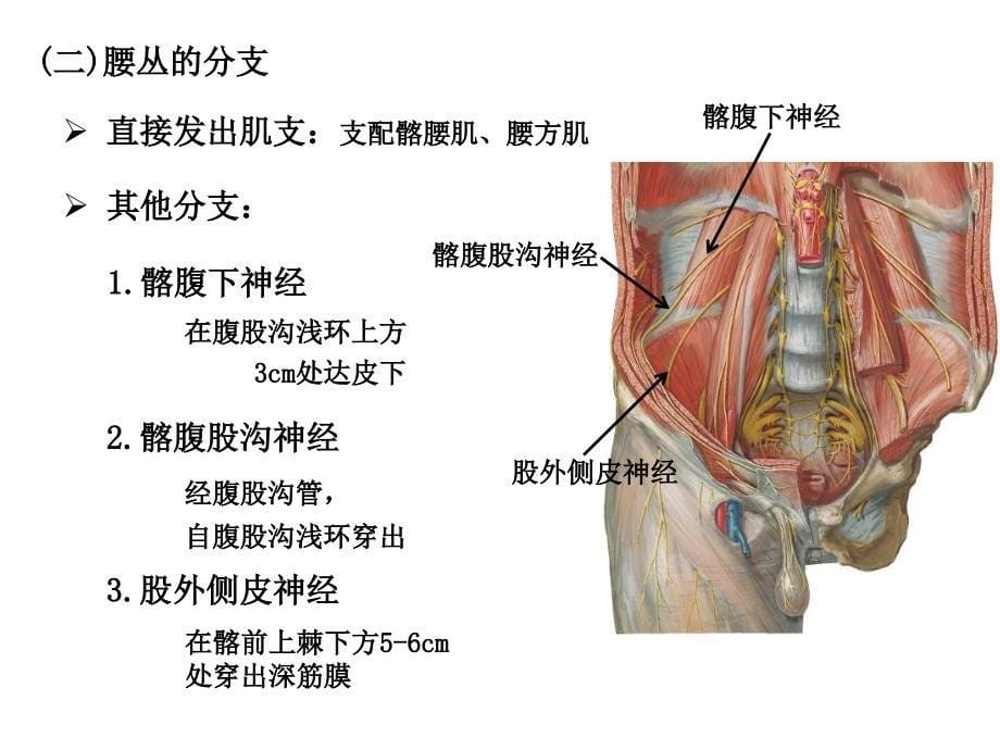 系统解剖学：胸神经、腰丛、骶丛_第5页