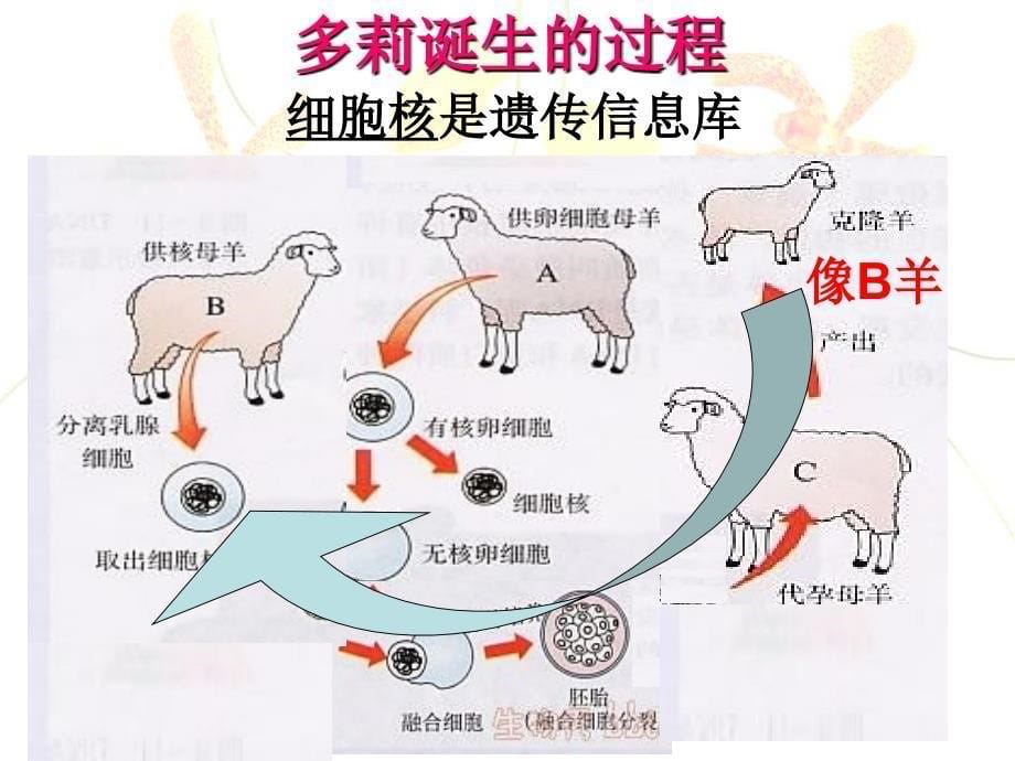 生物八年级上册20章2节性状遗传的物质基础课件北师大版_第5页